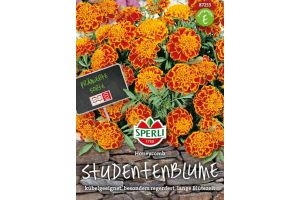 Studentenbl. Honeycomb