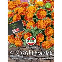 Studentenbl. Honeycomb