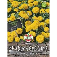 Studentenbl. Petite Gelb