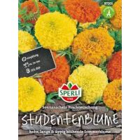 Studentenbl. Sonnenschein