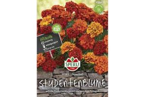 Studentenblume Sperli's Feuerball