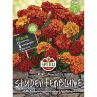 Studentenblume Sperli's Feuerball