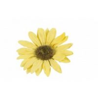 Sunflower 11cm