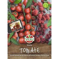 Tomate Arielle (Cherry-Tomate)