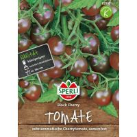 Tomaten Black Cherry