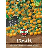 Tomaten. Sungold