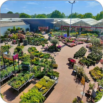 Tuinplanten