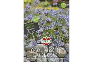 Waldmeister Orientalischer