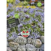 Waldmeister Orientalischer