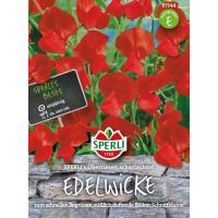 Wicken. Riesen scharlach