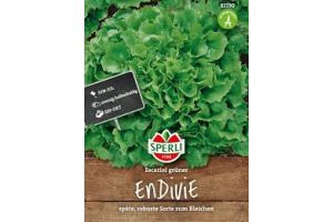 Winterendivie Escariol grüner