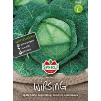 Wirsingkohl. Vertus 2
