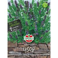 Ysop. SPERLING´s Dufti