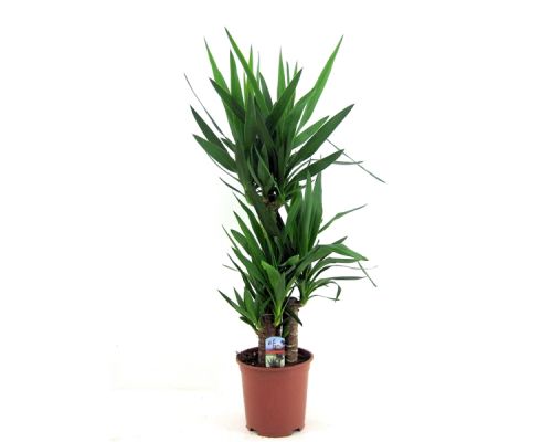 Yucca 60-30-20