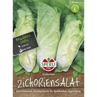 Zichoriensalat. Zuckerhut