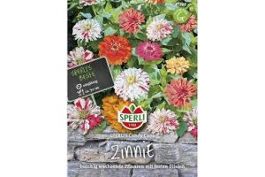 Zinnien. Candy Cane
