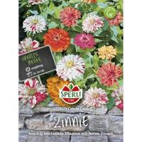 Zinnien. Candy Cane