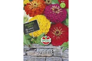 Zinnien. Kaliforn.Riesen Mix