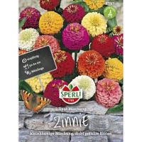 Zinnien. Liliput Mischung