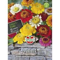 Zinnien scabiosenbl.Mix