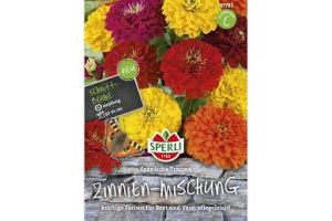 Zinnien Spanische Träume