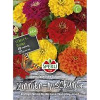 Zinnien Spanische Träume