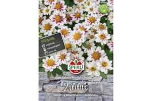 Zinnien. Zahara Starl. Rose