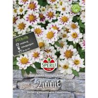 Zinnien. Zahara Starl. Rose