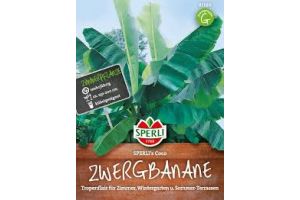 Zwergbanane. Coco