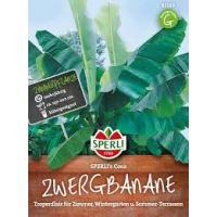 Zwergbanane. Coco
