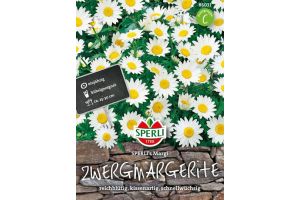 Zwergmargeriten. Margi